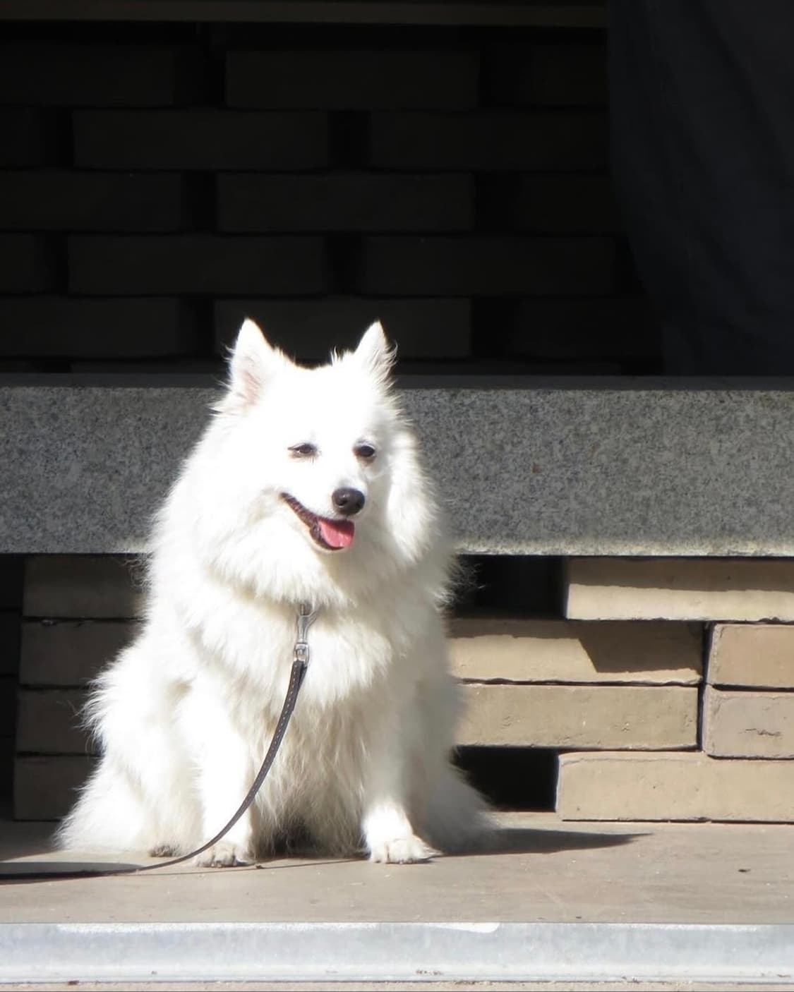 카시오 엑슬림 EX-Z200 골드 ✨ 고급스러운 골드 컬러 감성 상품이미지9