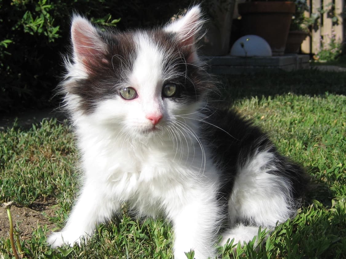 Canon ixus 60 / sd600 / ixy 70 캐논 익서스 디카 상품이미지4