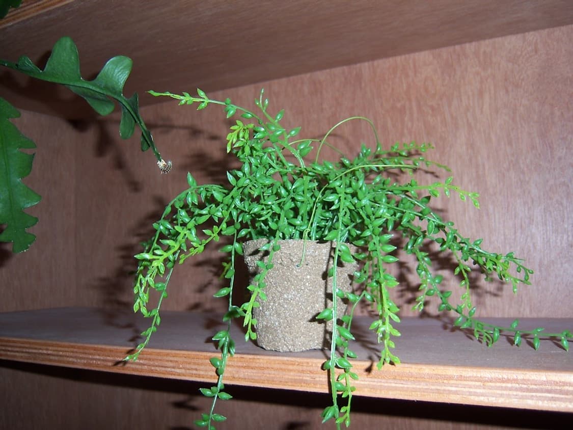 코닥 이지쉐어 V803 블랙 Kodak easyshare black 상품이미지10