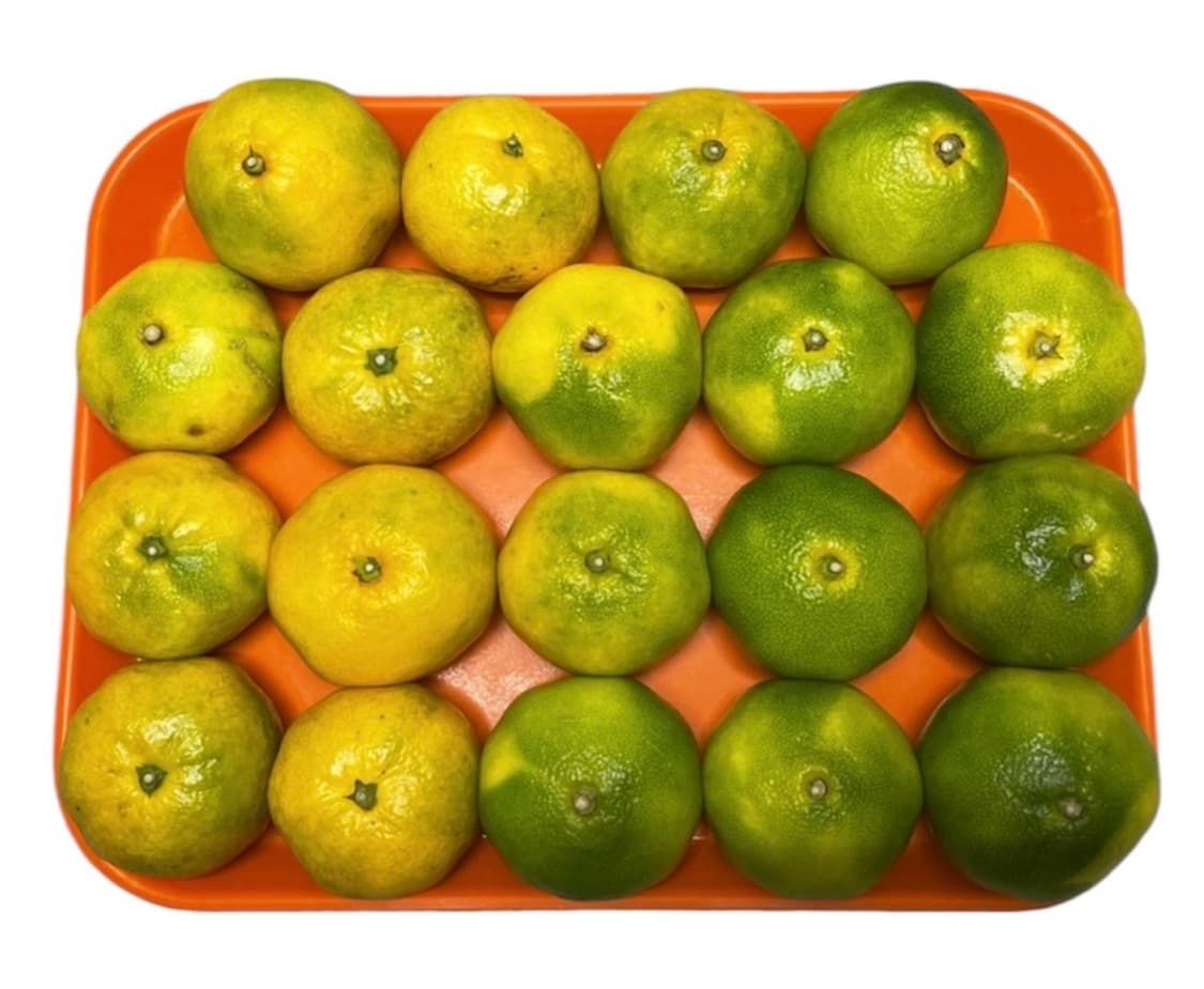 반스 어센틱 블랙 사이즈 295 상품이미지1