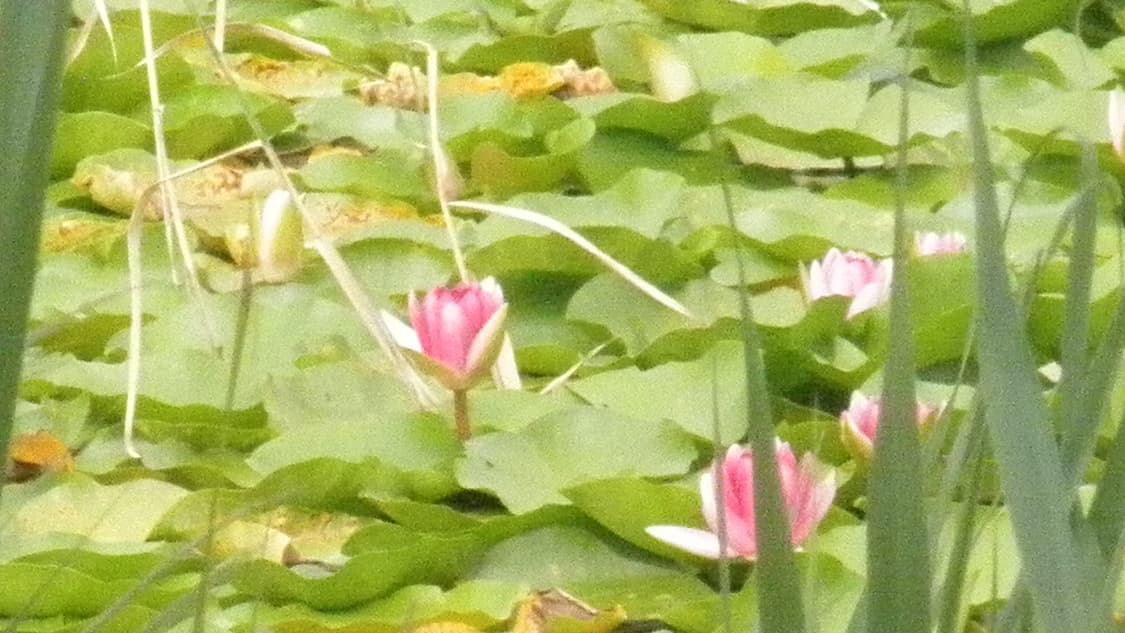 올림푸스 뮤7040 (작례o) 상품이미지5