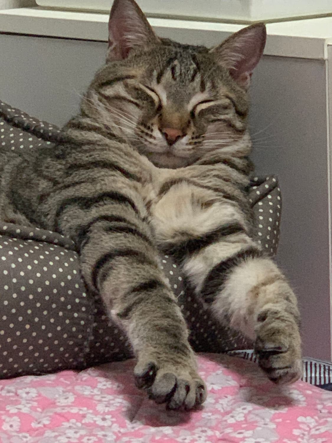 momoru님 결제창 상품이미지1