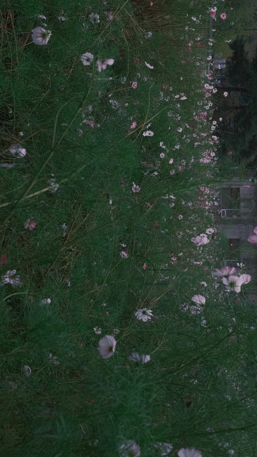 후지필름 X100V 판매 상품이미지7