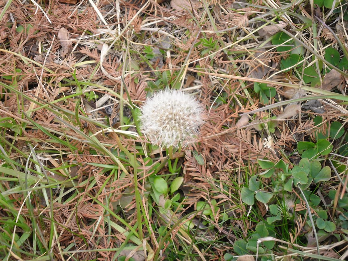 작례!) Samsung es9 삼성 빈티지 디카 상품이미지10