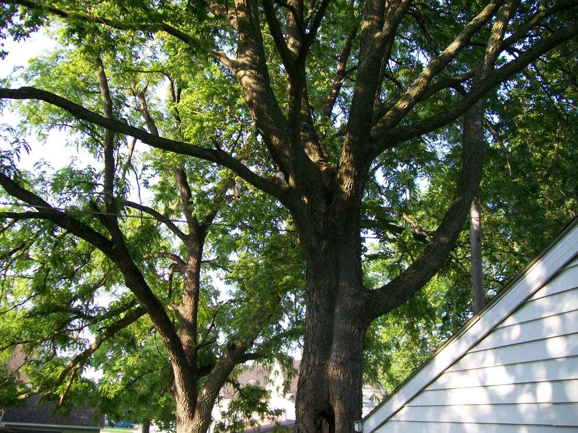 코닥 이지쉐어 C180 실버 Kodak Easyshare C180  ​ 상품이미지8