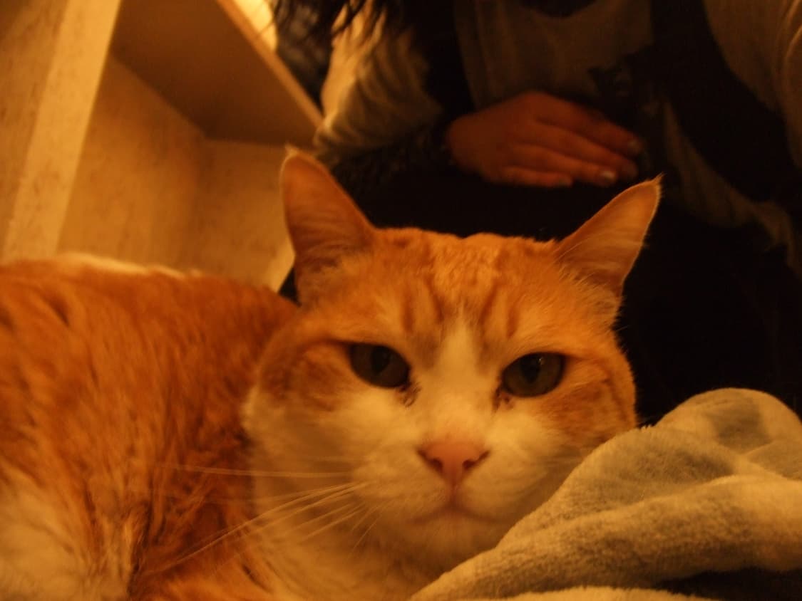 FUJIFILM 파인픽스 Z5 상품이미지10