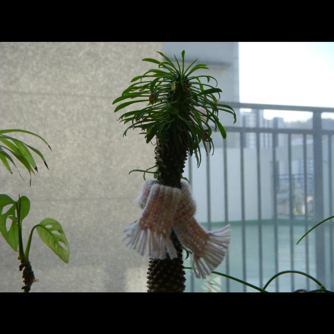 니콘 쿨픽스 S50 + 파우치 + 박스  빈티지 디카 디지털카메라 상품이미지3