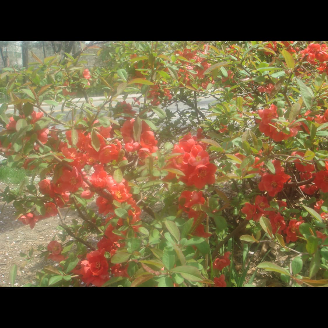 작례⭕️ 소니 사이버샷 DSC-T50 상품이미지9