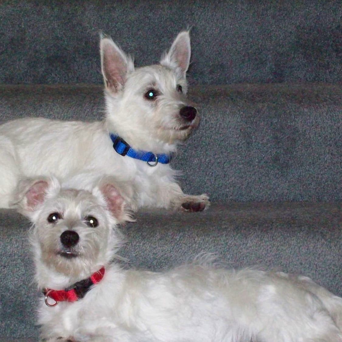 코닥 화이트 C713 디지털 카메라 디카 상품이미지6