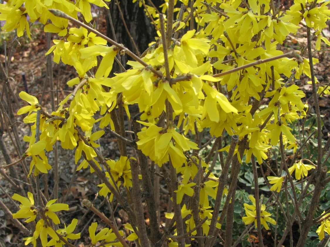 (희귀)캐논 Canon PowerShot tx1캠코더 디카 상품이미지10