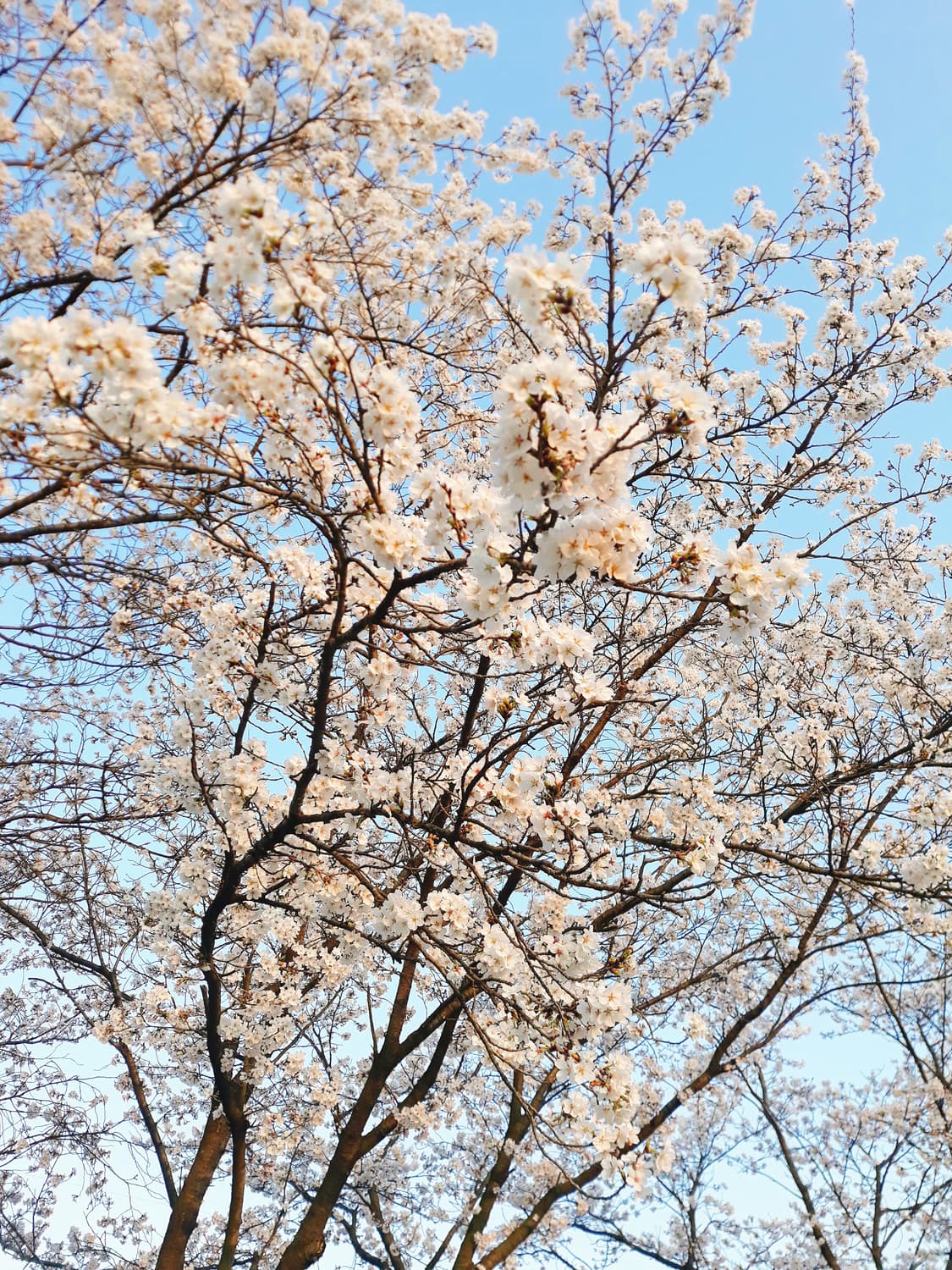 스탠딩 곰 결제창  상품이미지1