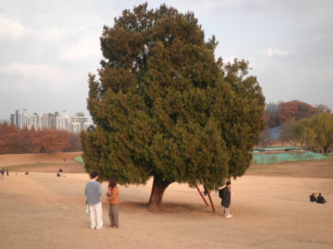 [작례o]카시오 엑슬림 ex-z1080 ,z1050 디카 은채디카 상품이미지8