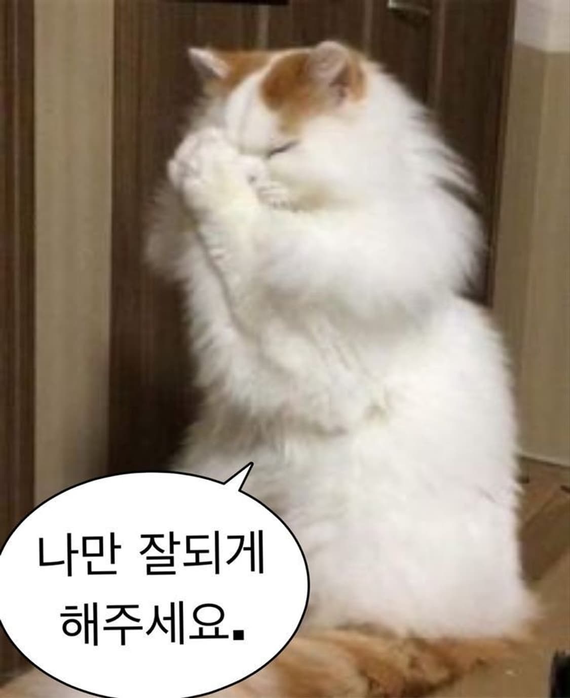 무신사 8월 생일쿠폰 삽니다 ❗️ 상품이미지1