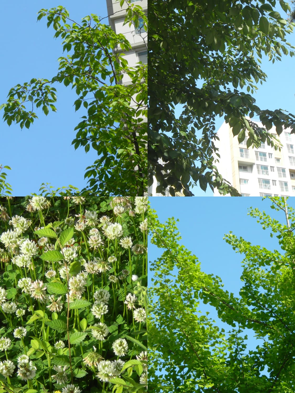 (작례 O) 니콘 쿨픽스 S80 레드 보내요❤️ 상품이미지5