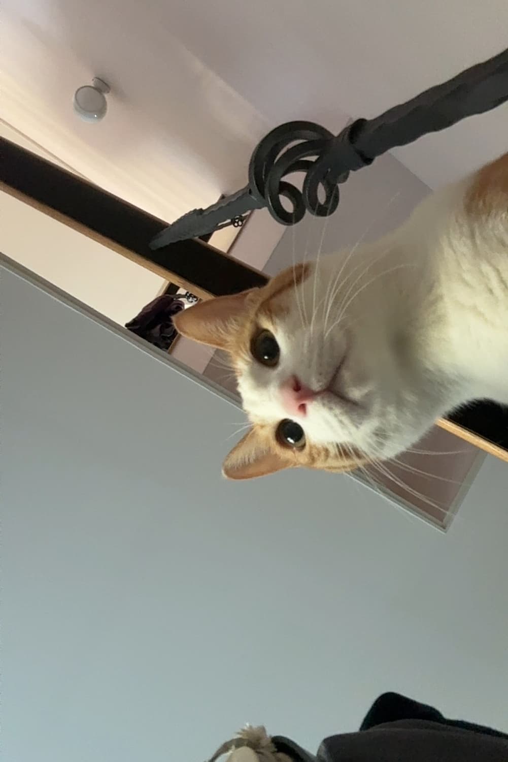 아디다스 x 키스 삼바 상품이미지5