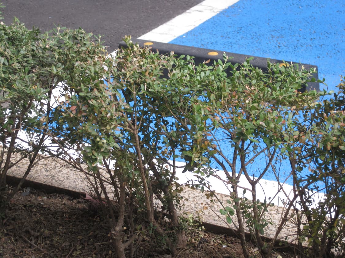 캐논 ixus 95is 핑크 디카 상품이미지7