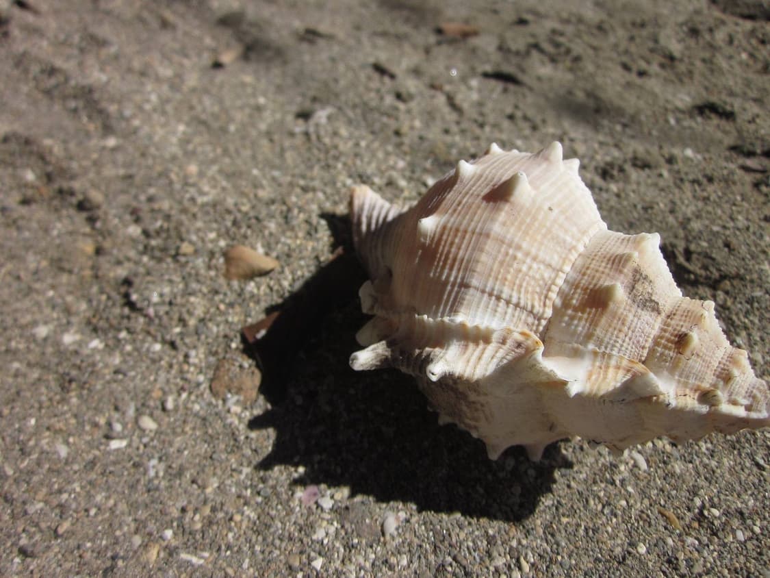 캐논 ixy digital 200/ixus v2 빈티지 디카 (MINT) 상품이미지9