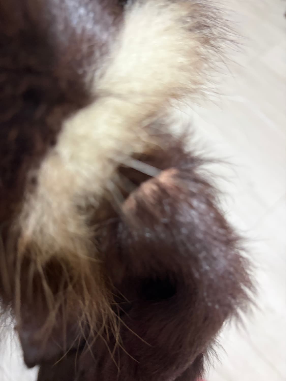 퍼자켓 리얼퍼 케토 갸루 와투 상품이미지4