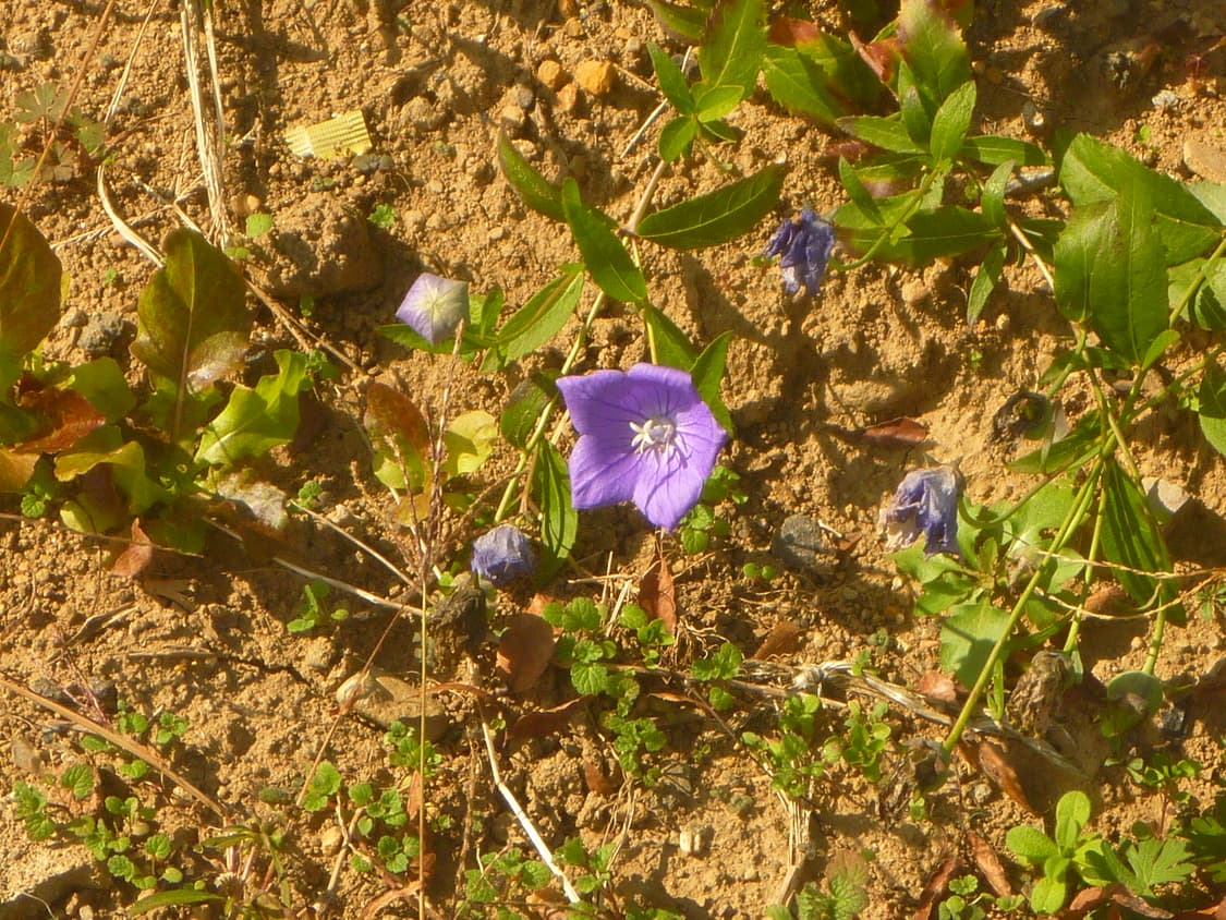 (작례 o) 파나소닉 루믹스 dmc-ft1 상품이미지9