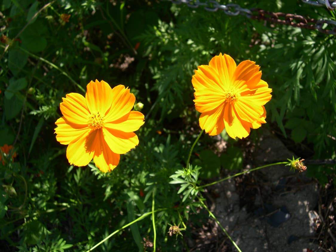 니콘쿨픽스 4300 박스세트 상품이미지7