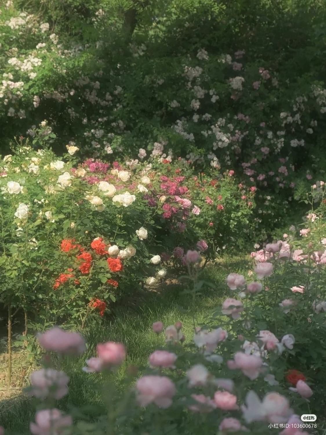 Pinkbear 상품이미지1