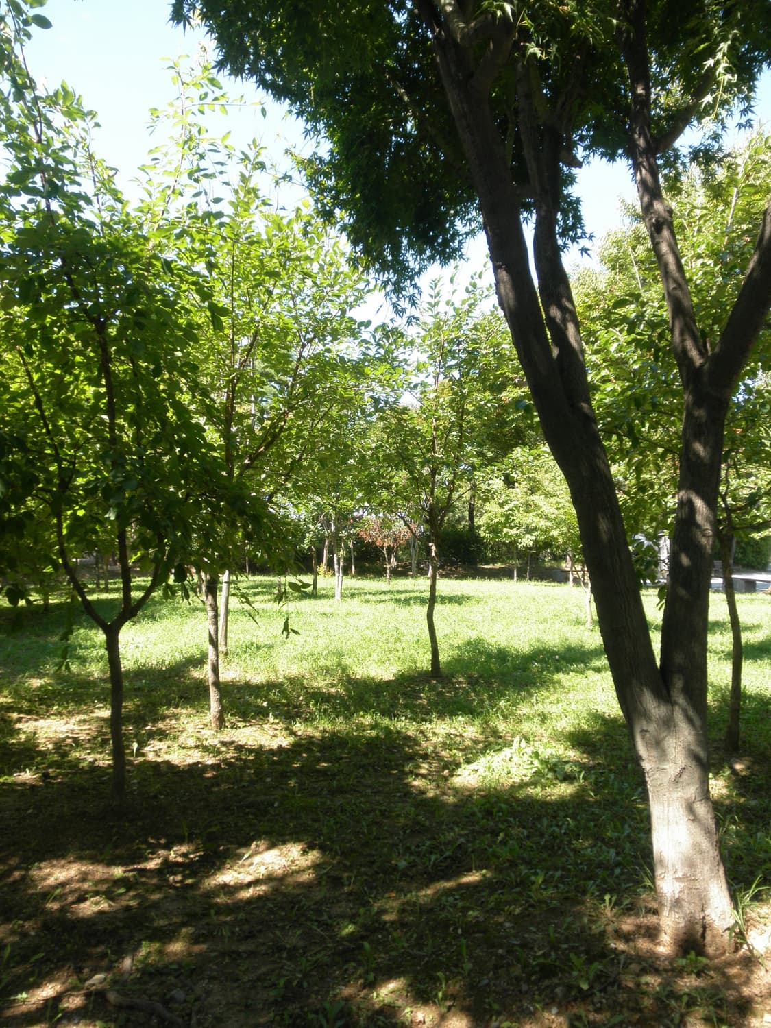 올림푸스 VR-360 빈티지디카 디지털카메라 상품이미지5