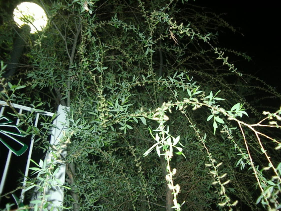 펜탁스 옵티오 230 상품이미지9