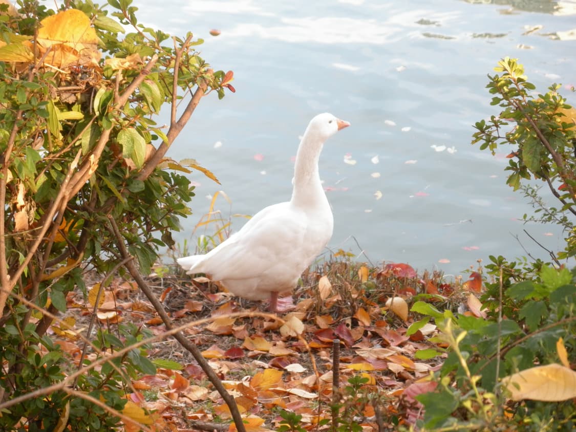 올림푸스 뮤 7050 핫핑크 (작례O) 상품이미지9