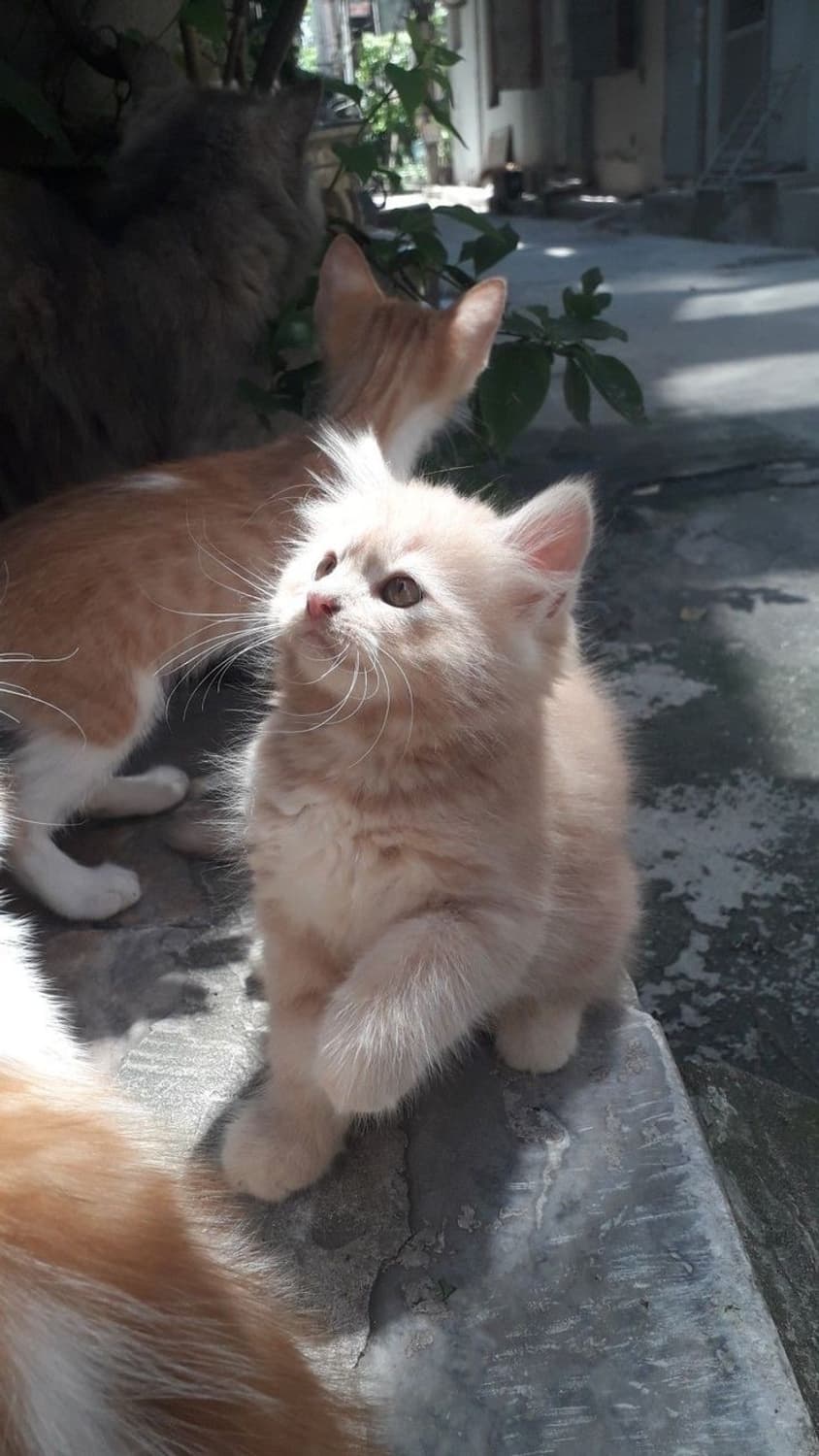 실버 필름 케이스 결제창 상품이미지1