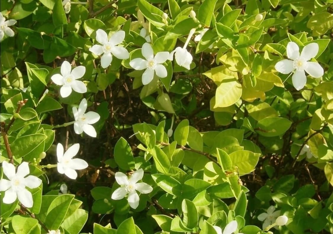 한글디카🩶니콘 쿨픽스 S3 실버 ✨  상품이미지5