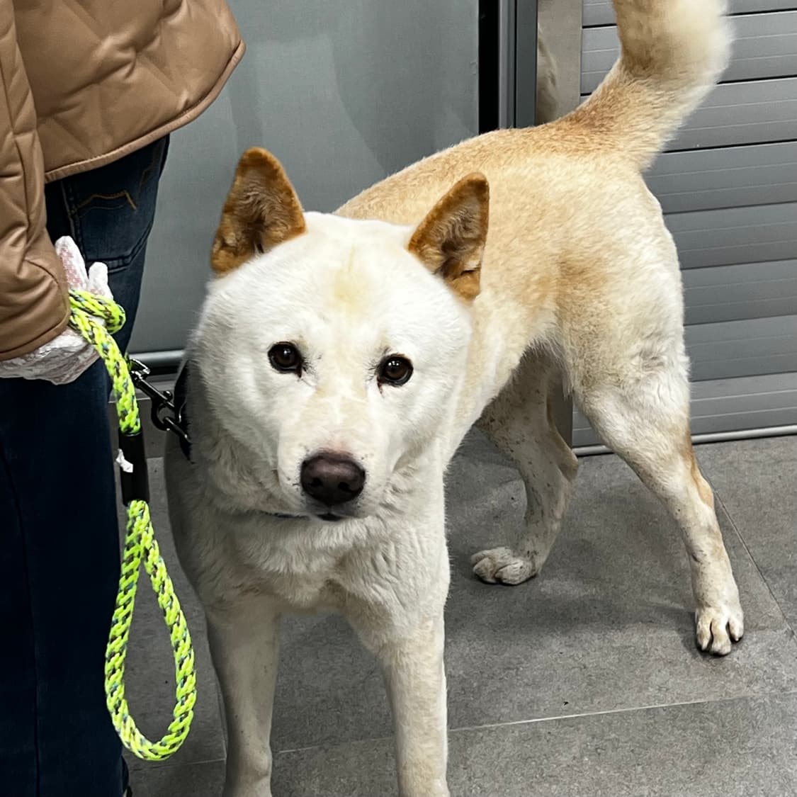 디키즈 리메이크 카고 팬츠_ 카모 상품이미지1