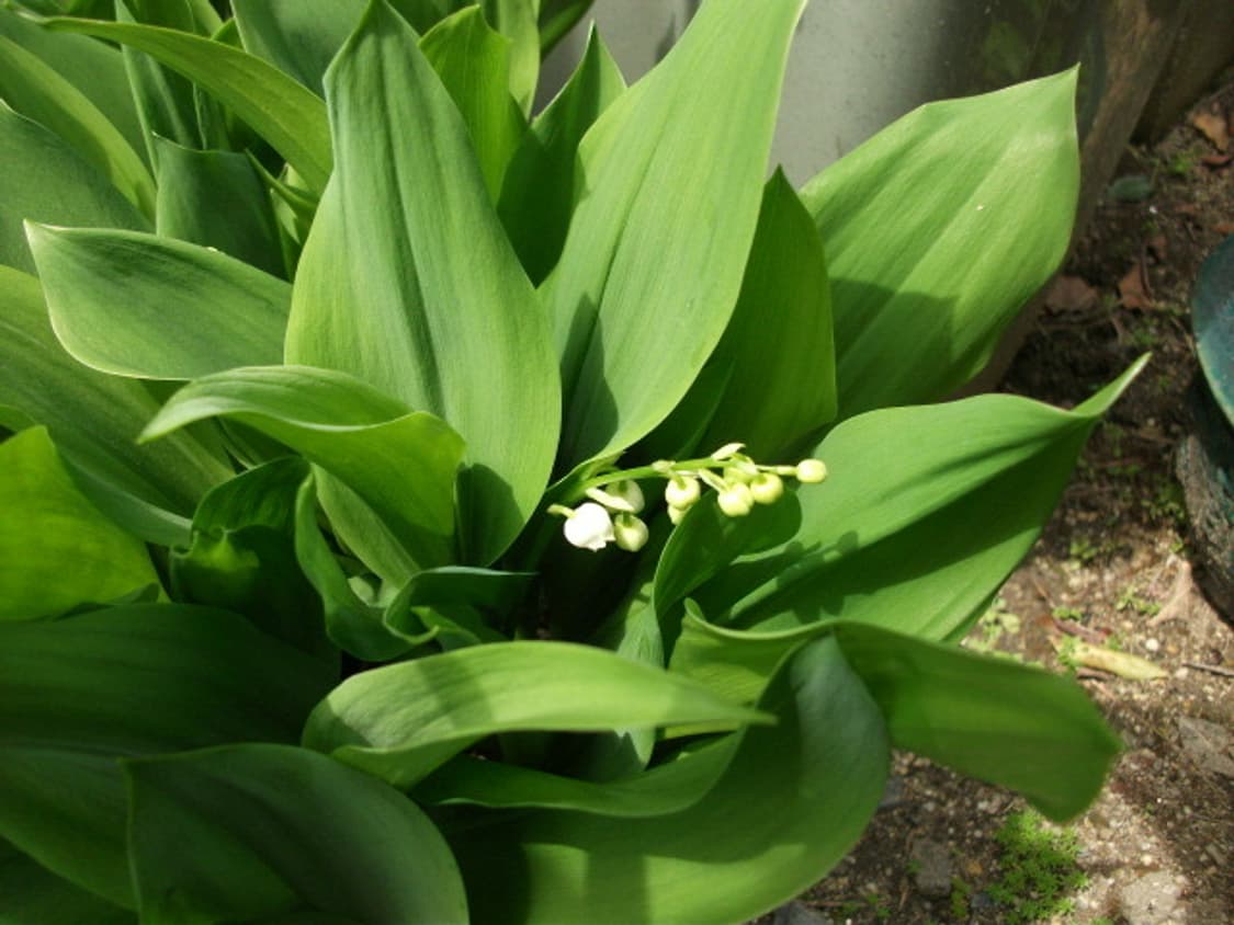 르세라핌 카메라 후지필름 파인픽스 j30작례o 상품이미지10