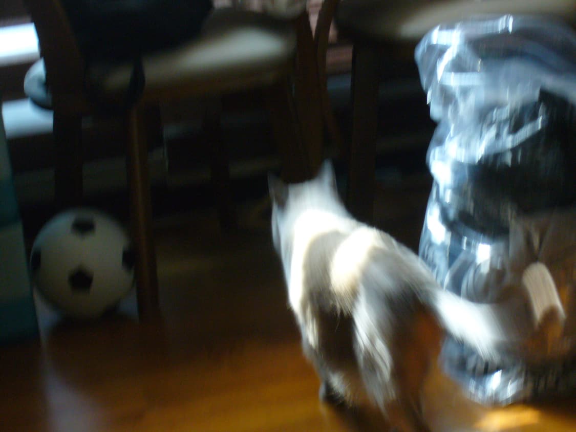 파나소닉 루믹스 DMC-FX9 디지털 카메라 작례O 상품이미지9