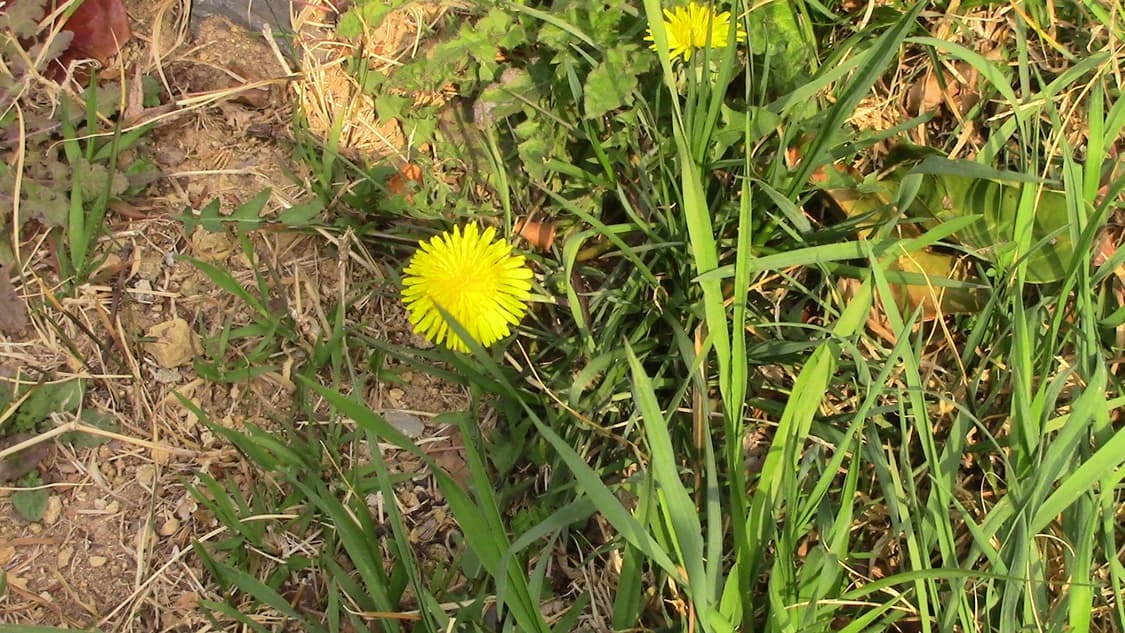 캐논 빅시아 hf r800 캠코더 상품이미지9