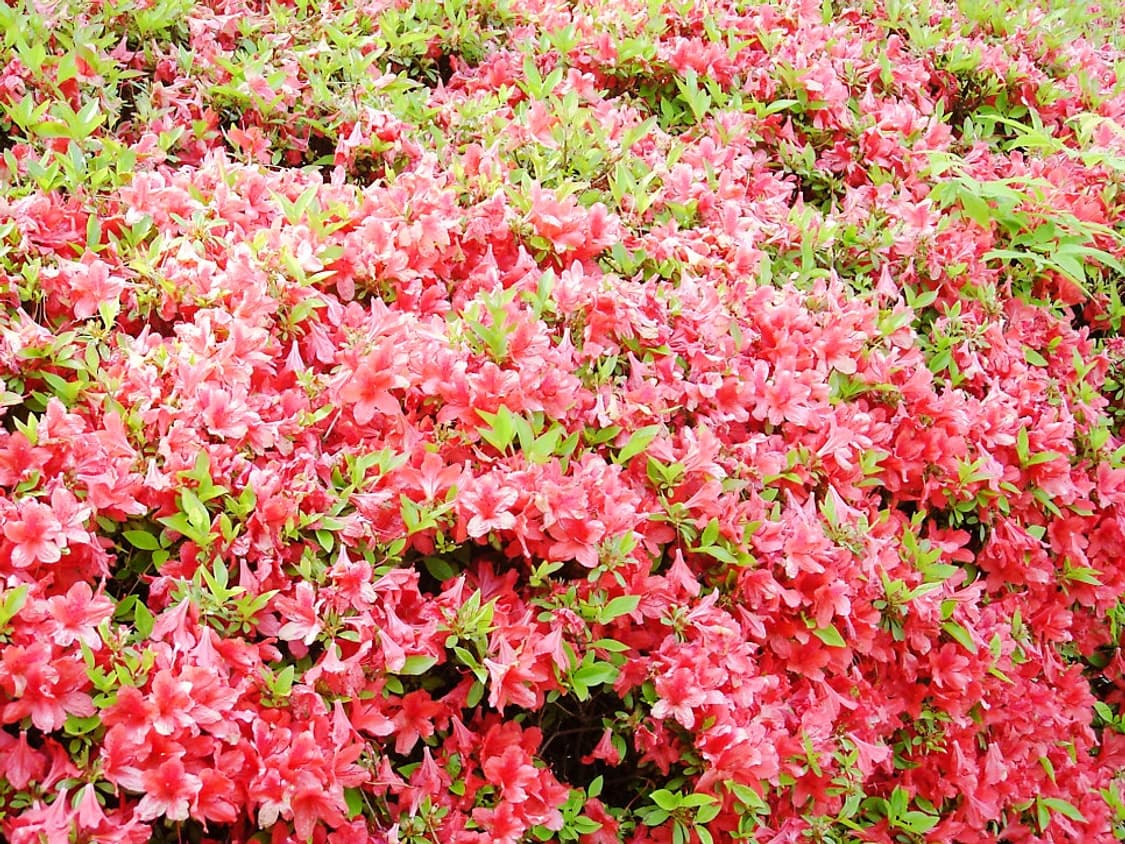 삼성 vluu st88 디카 (빈티지 카메라) 상품이미지7