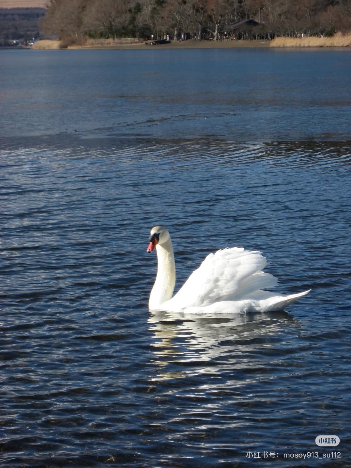 Bts진,박보영디카 캐논 IXY800 IXUS 800 디지털카메라 작례O 상품이미지4