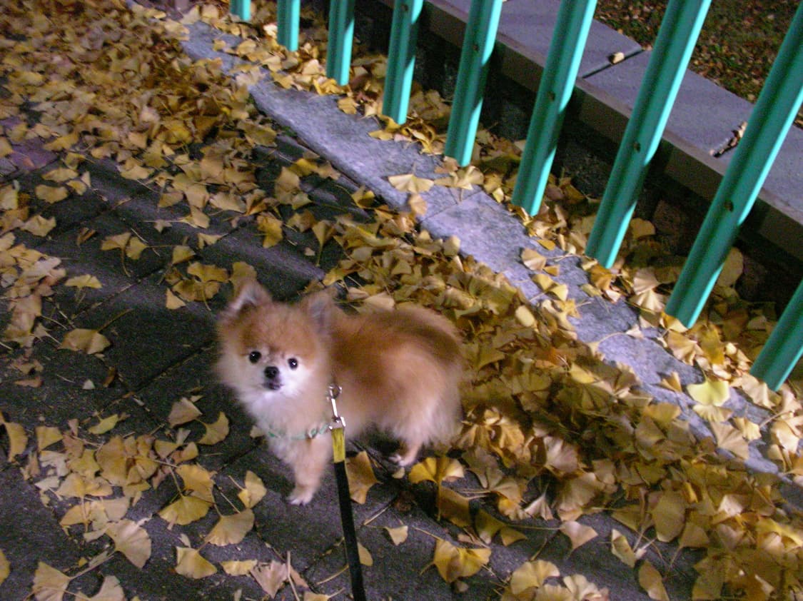 산요작티 c4/풀구성/정품충전기/작례포함 상품이미지10