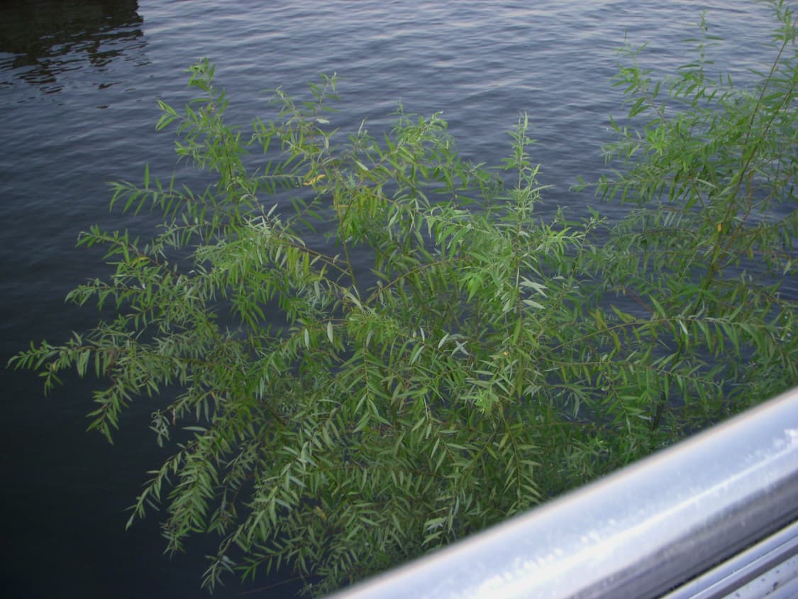 니콘 쿨픽스 s50/디지털카메라/디카 상품이미지6