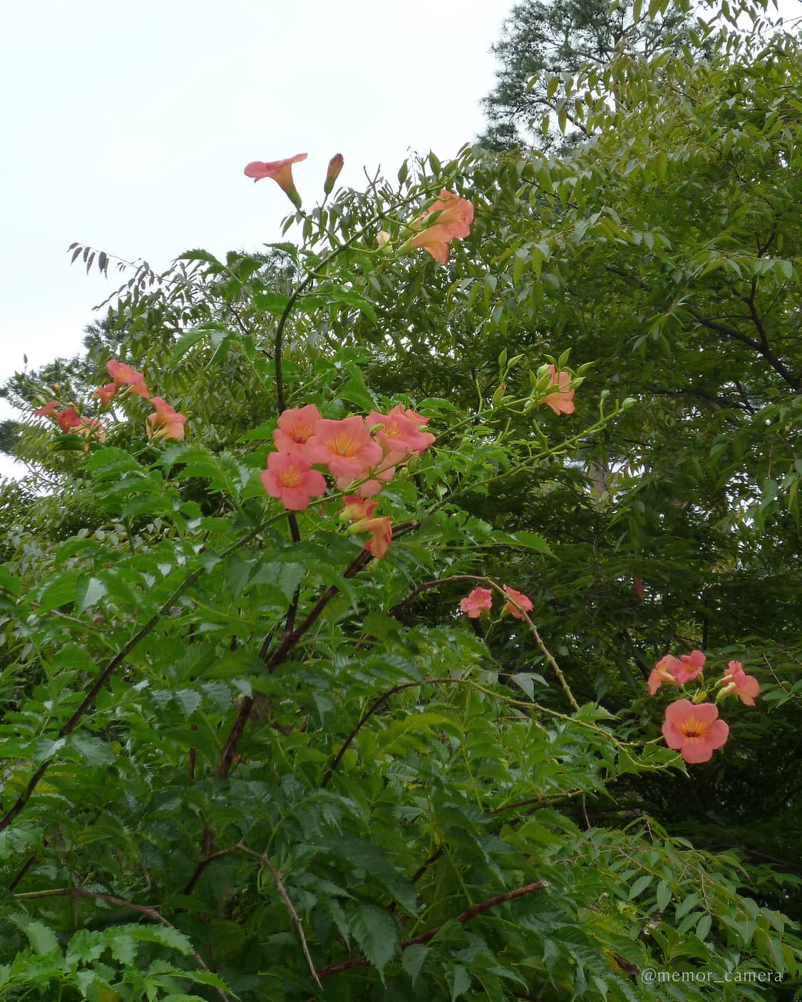 터치스크린/뽀용작례🤍Panasonic DMC-FX70 파나소닉 디카 상품이미지9