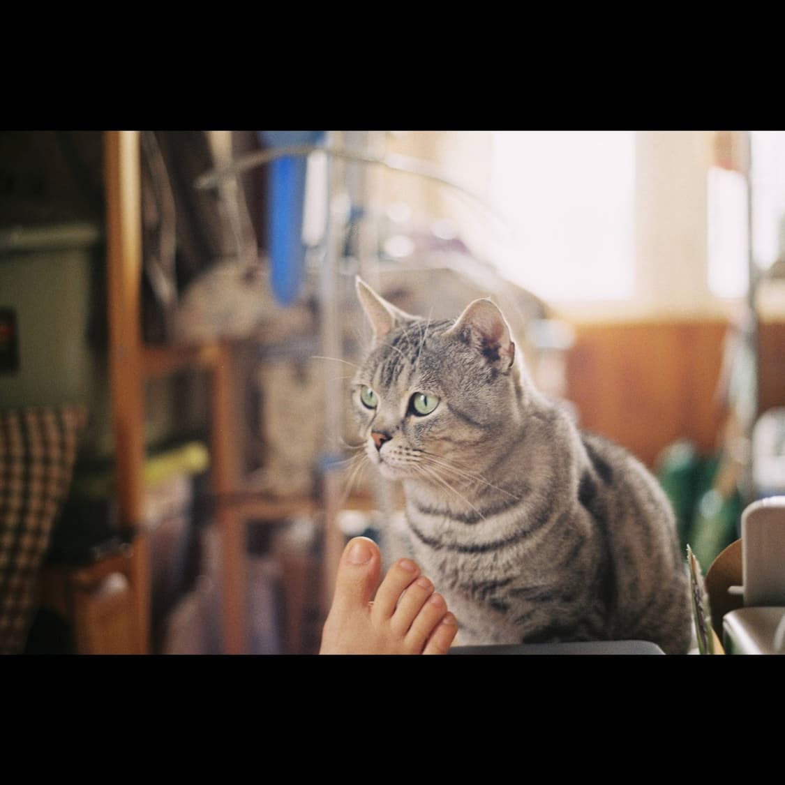 수동필름카메라 미놀타 x-300 (작례0 전체 오버홀완료) 상품이미지4