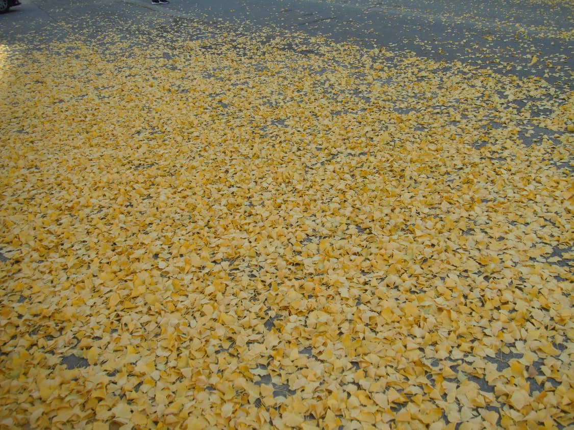 (희귀 브라운, 작례o) Fujifilm 후지필름 파인픽스 Z80 상품이미지5