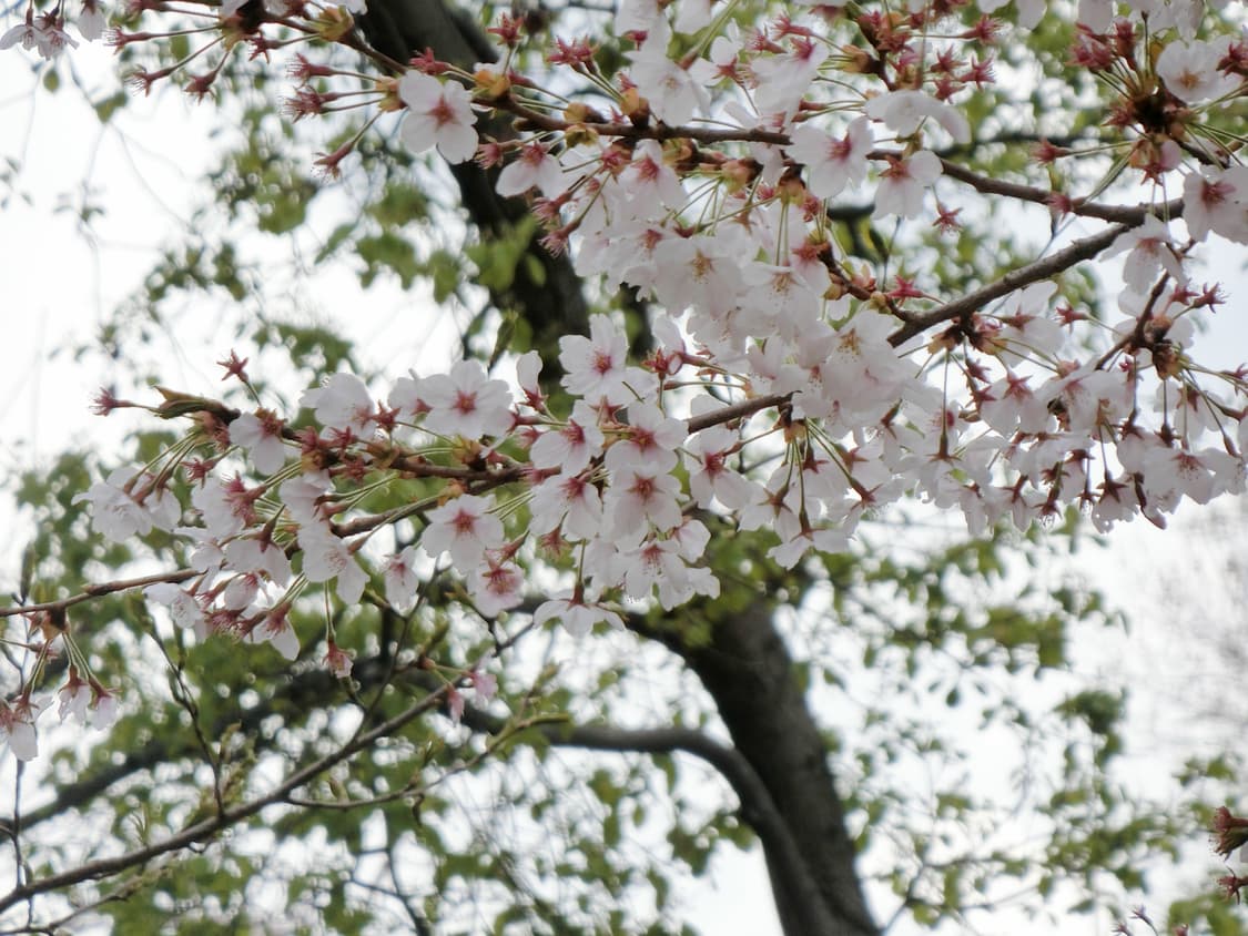 (작례 O) 카시오 엑슬림 ex-zr60 아이보리 상품이미지10