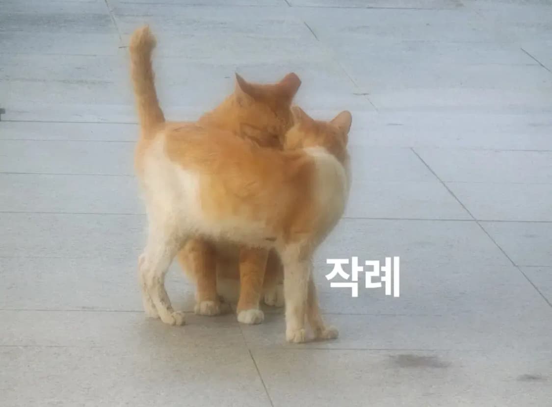 카시오 엑슬림 ex-zr70 디카 디지털카메라 2r50 exilim 상품이미지5