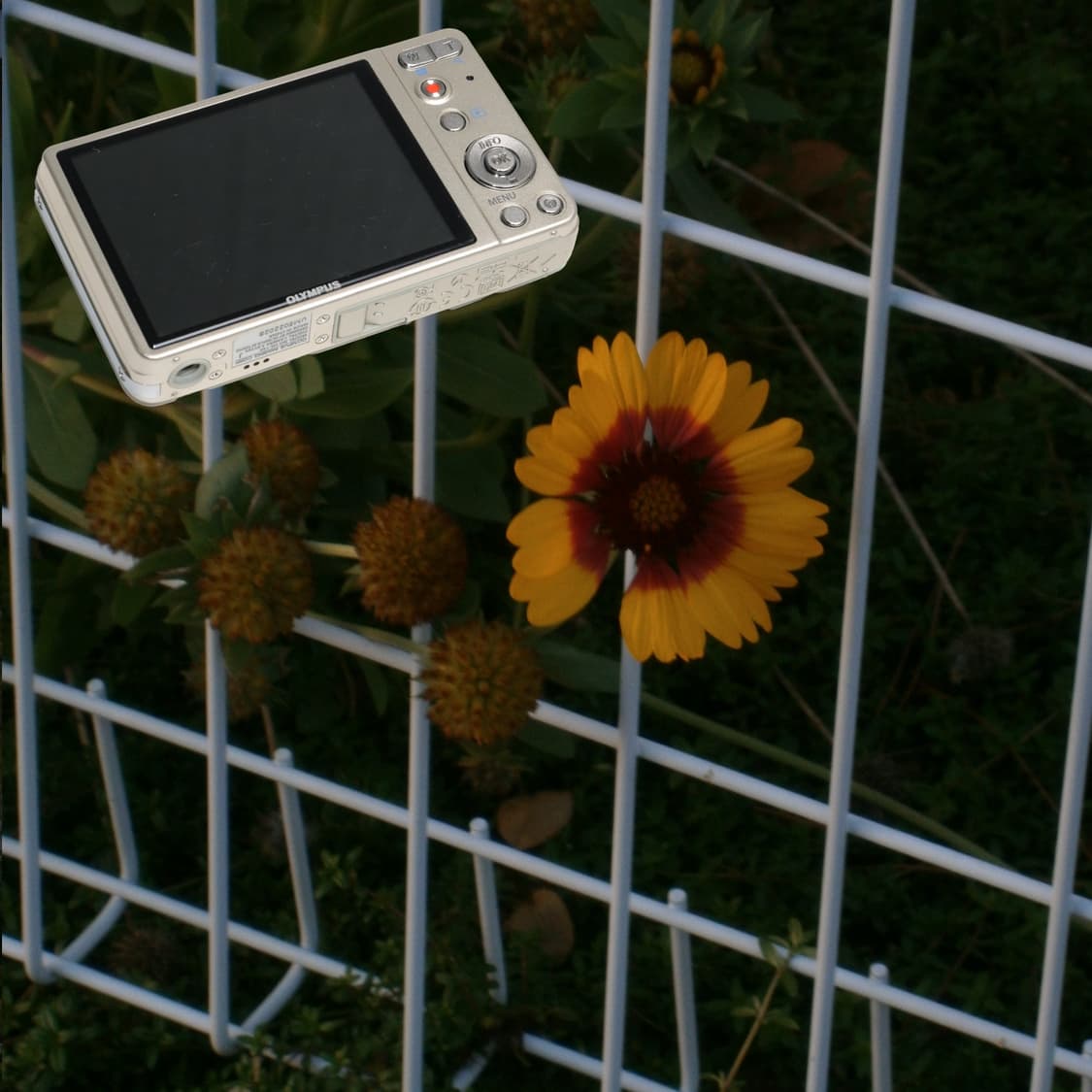 Olympus VG-135(✨민트급/🎁풀패키지) 상품이미지5