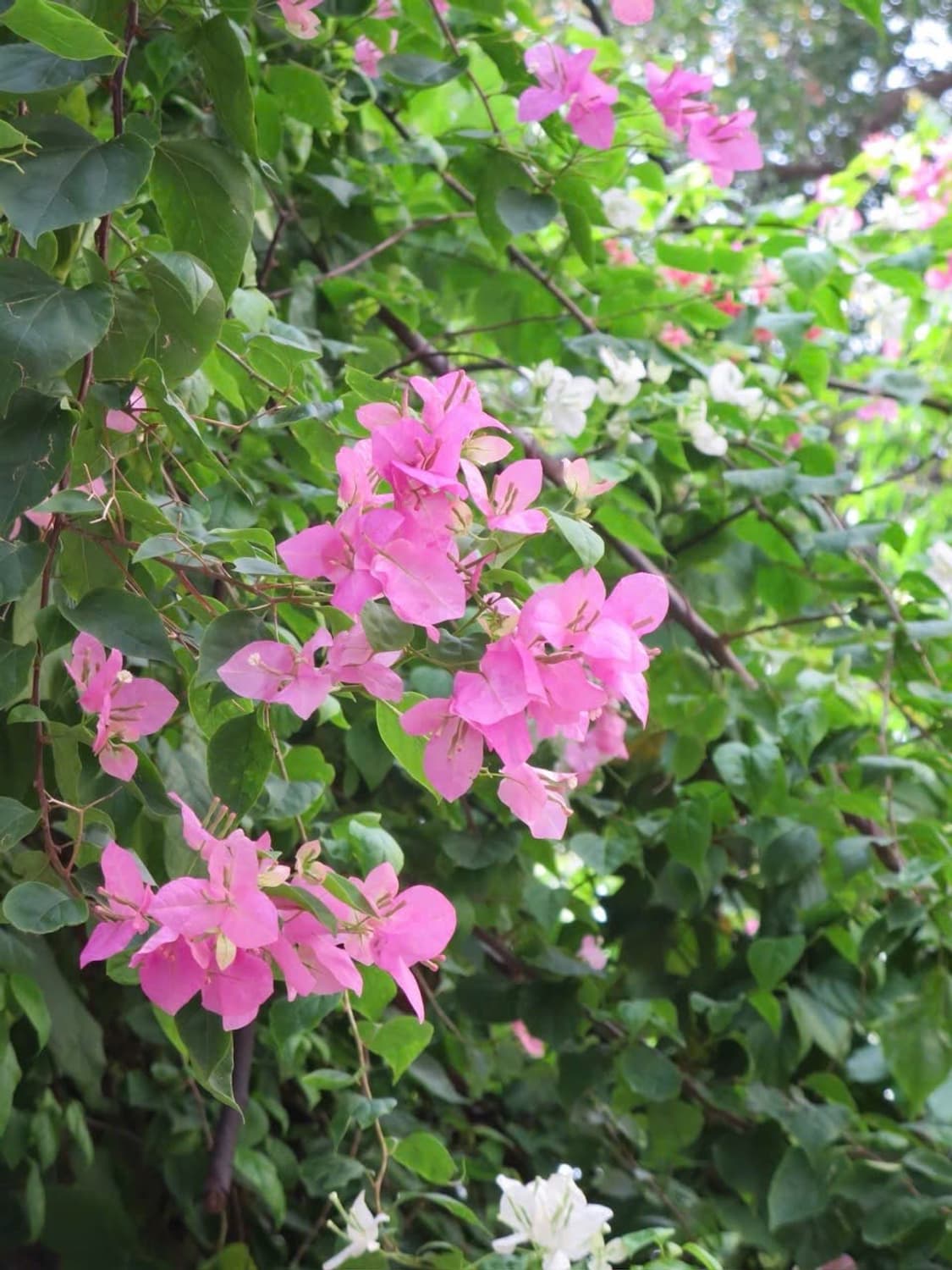 준민트급 ✨) Canon IXY 600F IXUS125HS / 작례O 상품이미지4