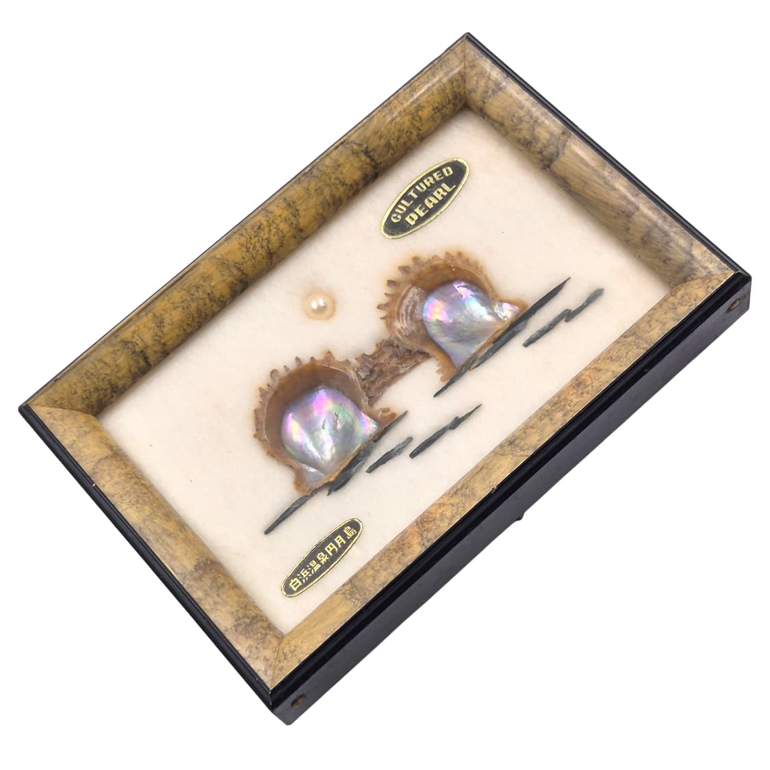50s 이세시마 엔틱 진주 표본 조개 액자 상품이미지4