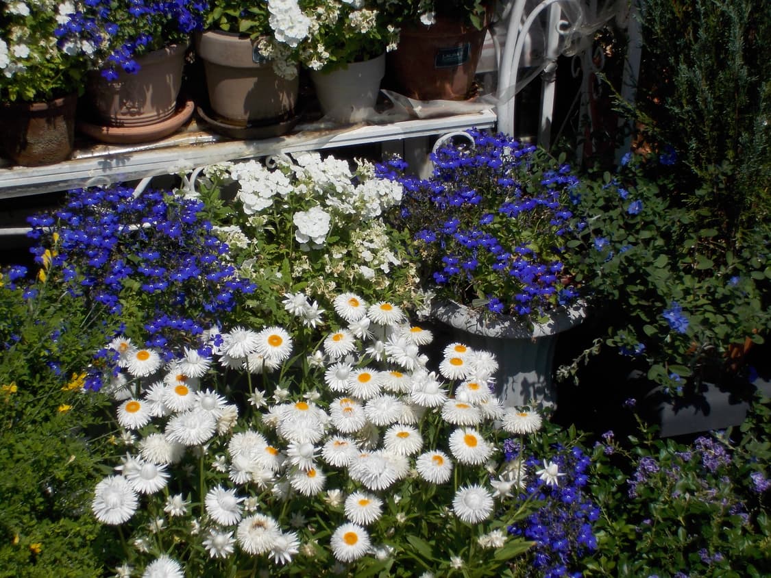 입문&강추!) Nikon Coolpix S620 디카 카메라 상품이미지6