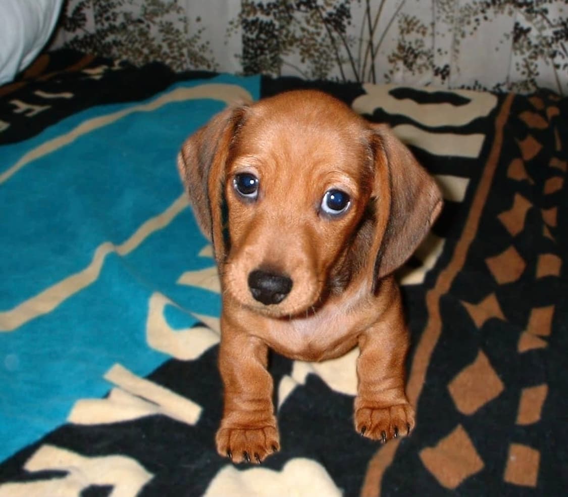 ✨ 파인픽스 A201 🍑 포켓감성 디카 🌈 선명·따뜻한 일상기록 💕 상품이미지9