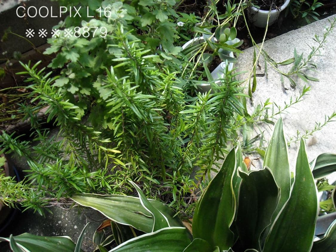 니콘 쿨픽스 L16 실버 ✨ 감성 그대로, 미품 박스풀셋 💕 상품이미지4