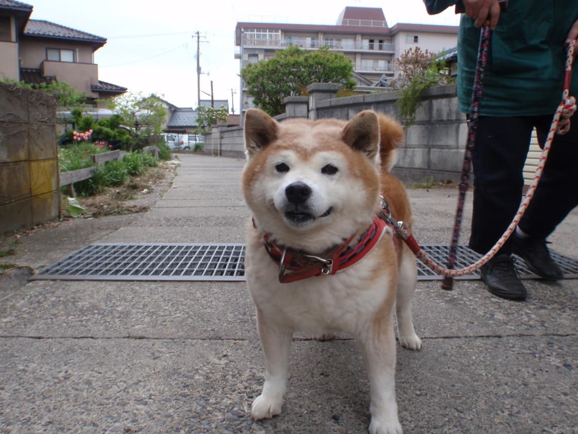 올림푸스 뮤 OLYMPUS µ Tough 8000 실버 상품이미지2